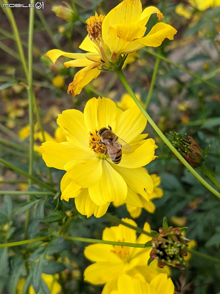 大波斯菊+萬壽菊 嘉義縣新港鄉安和村 11/27