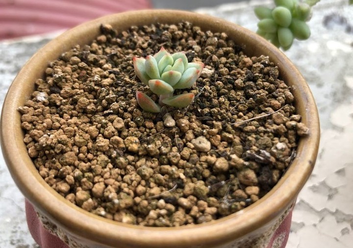 請問照片中多肉名稱