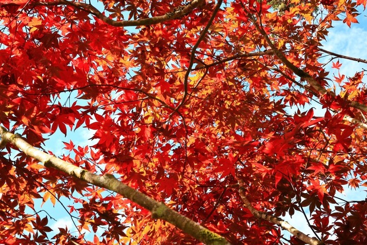 杉林溪楓葉紅了!上千棵楓葉樹隨秋意染紅有如「彩色森林」