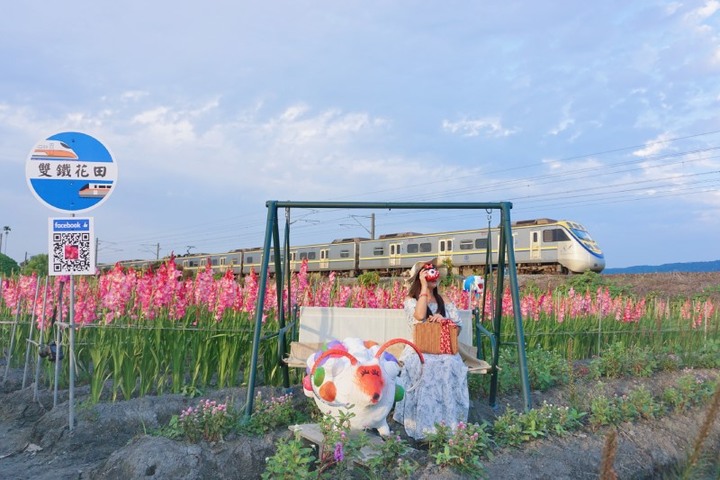 限時9天開園!彰化「花海列車」粉嫩劍蘭與火車同框美如畫
