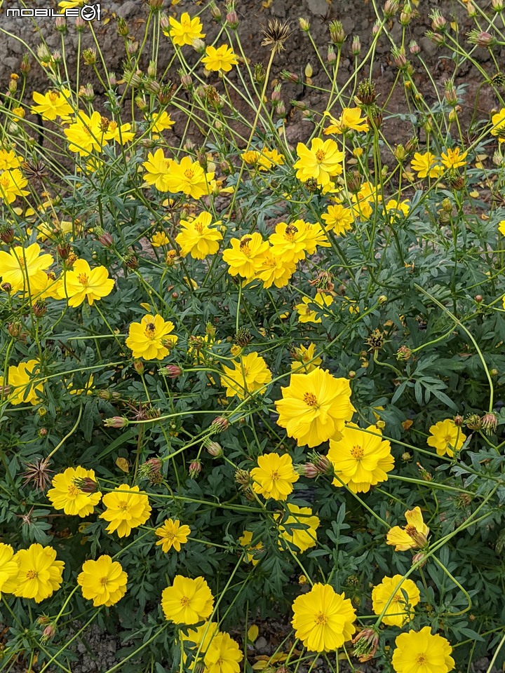 大波斯菊+萬壽菊 嘉義縣新港鄉安和村 11/27