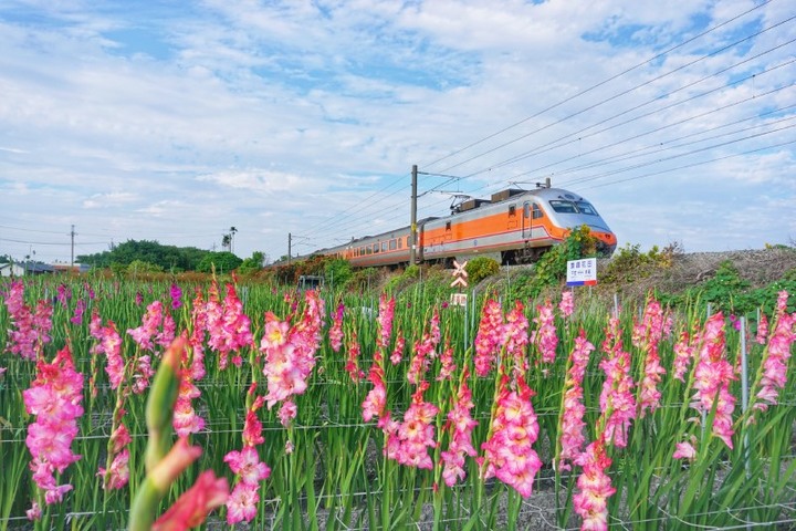 限時9天開園!彰化「花海列車」粉嫩劍蘭與火車同框美如畫