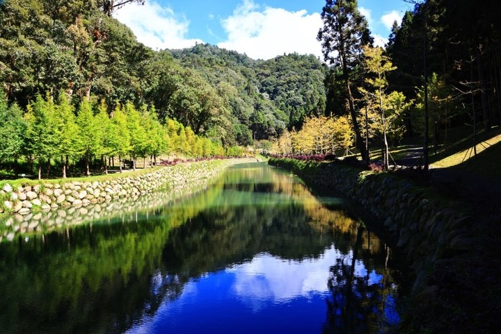 杉林溪楓葉紅了!上千棵楓葉樹隨秋意染紅有如「彩色森林」