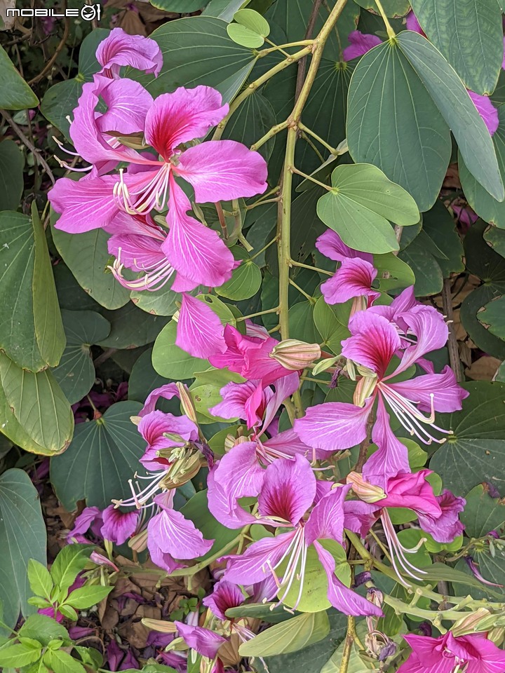 艷紫荊 台南市安平區林默娘公園 11/20