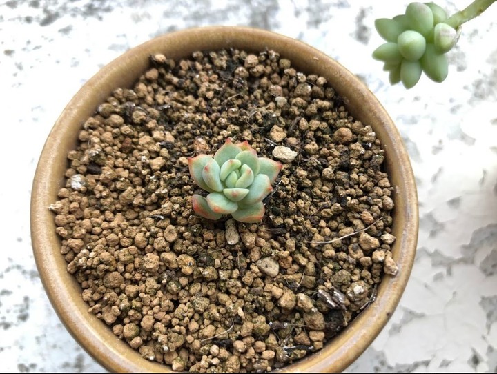 請問照片中多肉名稱