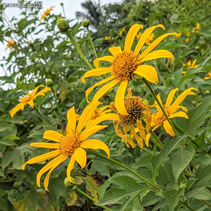 王爺葵 台南市永康區三合里中華二路 11/20