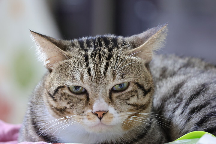 【蓋大樓】Canon RF 100-400mm F5.6-8 IS USM