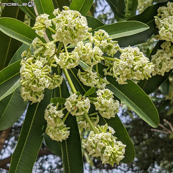 黑板樹 台南市安平區湖濱水鳥公園 11/20