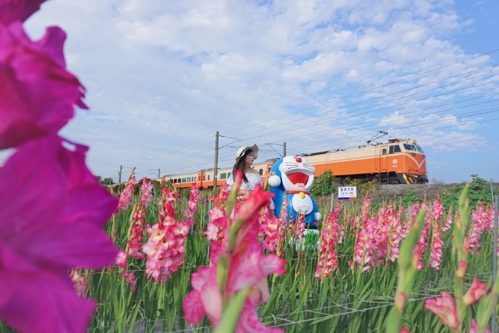 限時9天開園!彰化「花海列車」粉嫩劍蘭與火車同框美如畫