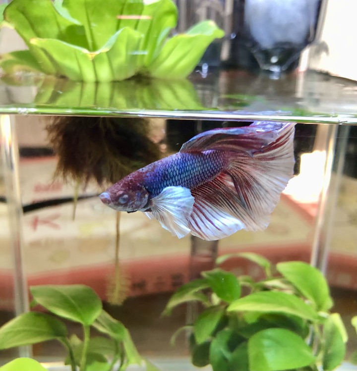鬥魚眼睛白矇