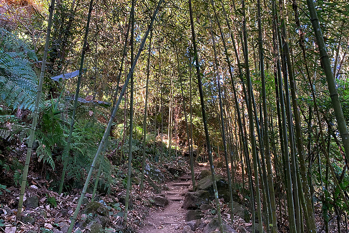 苗栗泰安｜馬那邦山登山步道｜漫步楓紅古戰場．遠眺深藍聖稜線