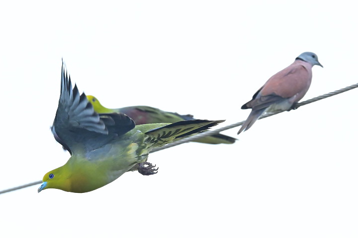 Z7II+Z6記錄到46隻(事實有50隻)綠鳩群聚