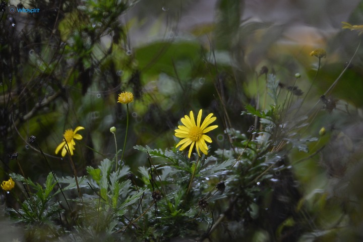40年罕見具有光圈的反射鏡【OHNAR 300mm F5.6-16 Reflex Mirror】