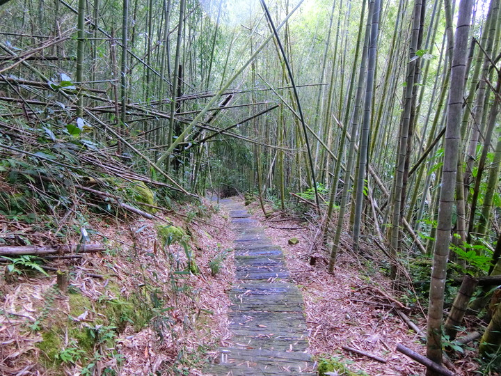 縣道169線記錄(梅山鄉太和~阿里山鄉里佳)
