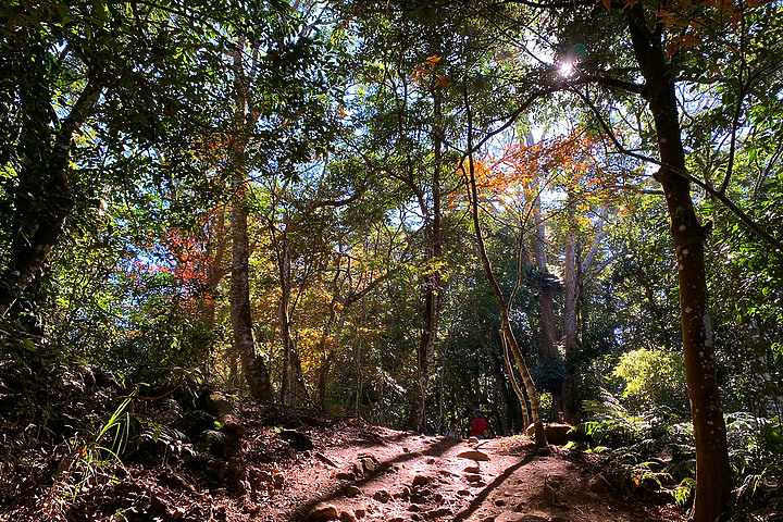 苗栗泰安｜馬那邦山登山步道｜漫步楓紅古戰場．遠眺深藍聖稜線