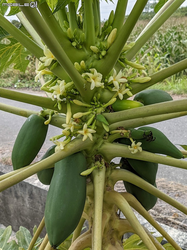 馬利筋 台南市佳里區蕭壠文化園區 12/25