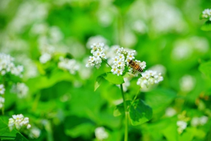 全台唯一的蕎麥花田綻放囉!來二林搶拍「雪白花海」