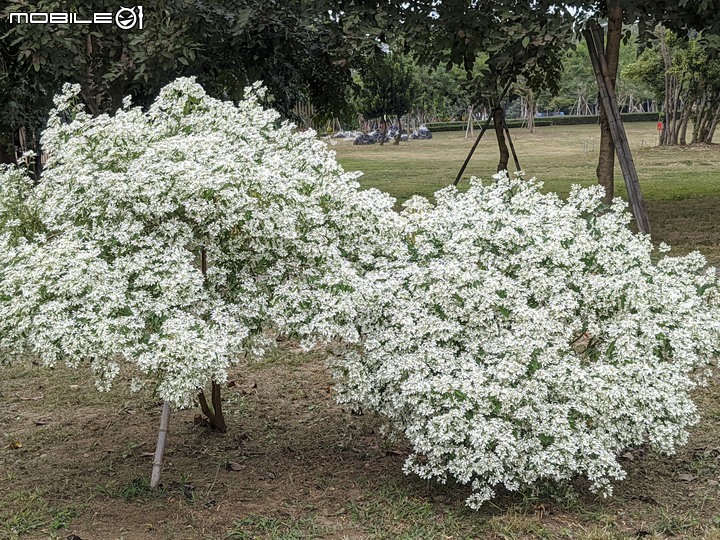 白雪木+紫花霍香薊 台南市山上區水道博物館 12/17