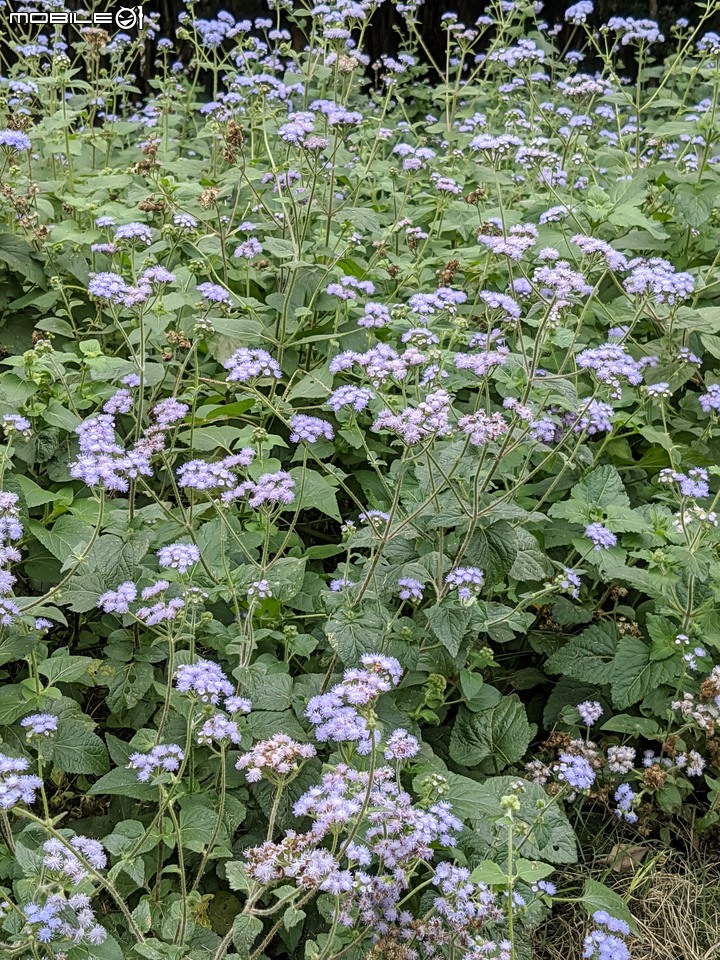 白雪木+紫花霍香薊 台南市山上區水道博物館 12/17