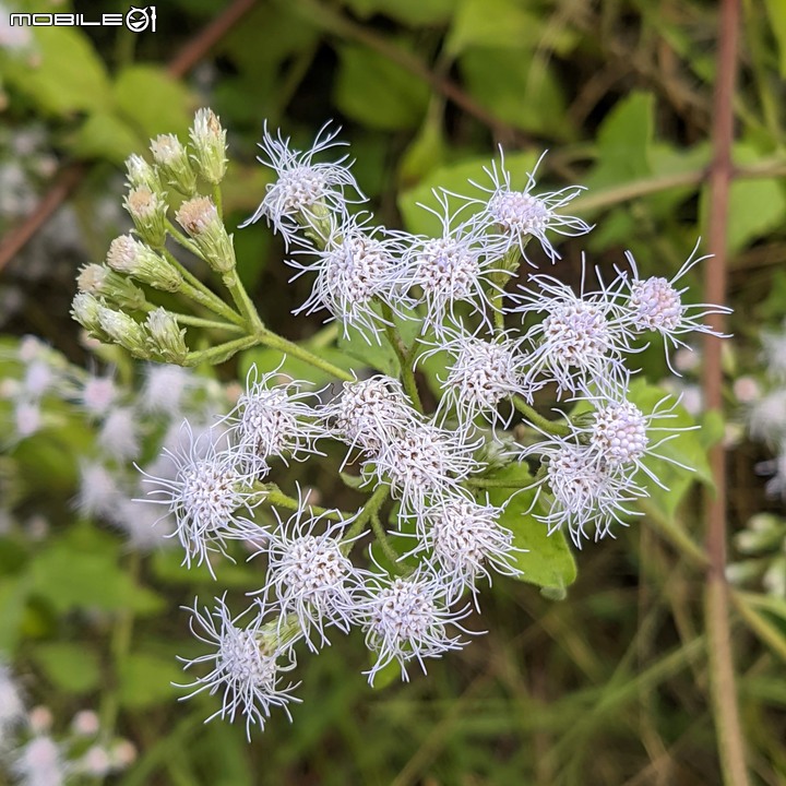 香澤蘭 台南市山上區市道178甲線 12/19