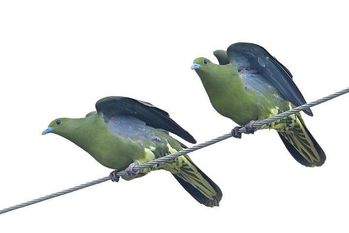 Z7II+Z6記錄到46隻(事實有50隻)綠鳩群聚