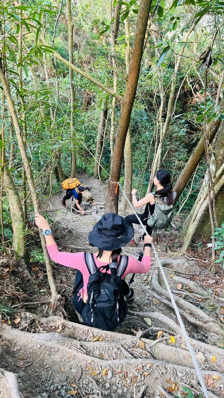 苗栗南庄|向天湖山O形縱走,蓊鬱的柳杉林,優美林相讓人著迷