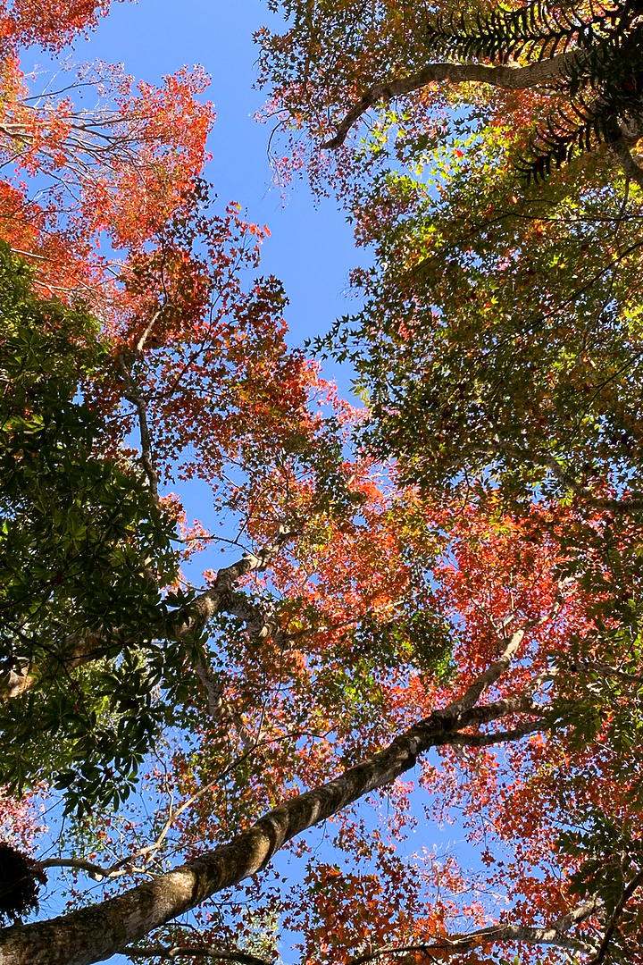 苗栗泰安｜馬那邦山登山步道｜漫步楓紅古戰場．遠眺深藍聖稜線