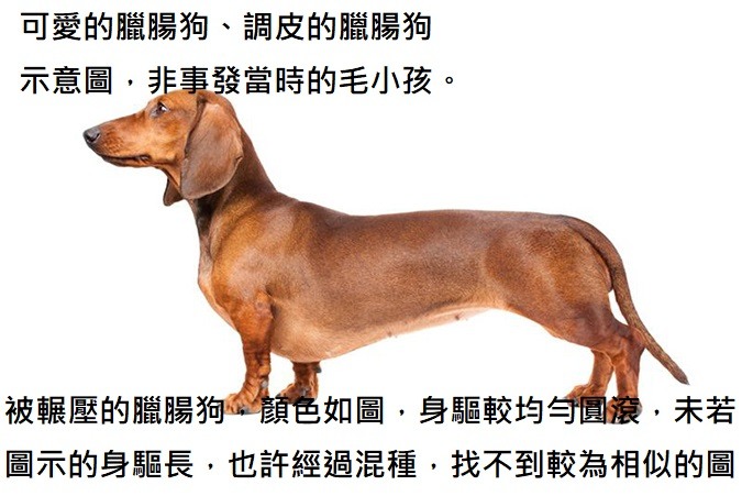 總覺得過意不去, 對不起, 我無心輾壓...