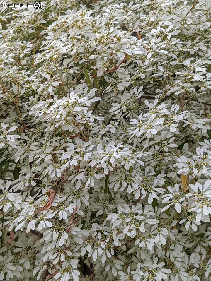 白雪木+紫花霍香薊 台南市山上區水道博物館 12/17