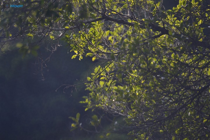 40年罕見具有光圈的反射鏡【OHNAR 300mm F5.6-16 Reflex Mirror】