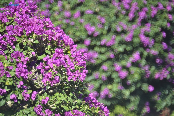 40年罕見具有光圈的反射鏡【OHNAR 300mm F5.6-16 Reflex Mirror】