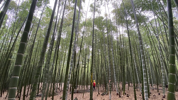 大石公  上樟空崙山  下竹崙古道  O型--茶園  竹林  銀杏  雲海  四大美景  一次滿足
