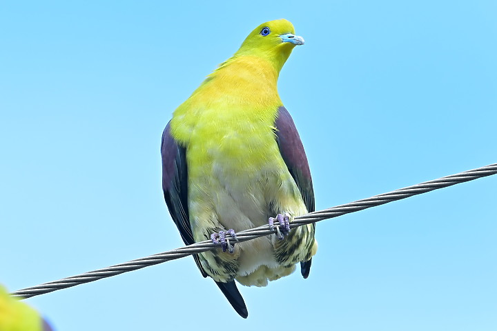 Z7II+Z6記錄到46隻(事實有50隻)綠鳩群聚