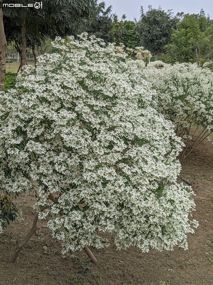 白雪木+紫花霍香薊 台南市山上區水道博物館 12/17