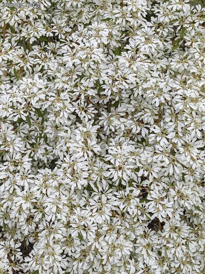白雪木+紫花霍香薊 台南市山上區水道博物館 12/17