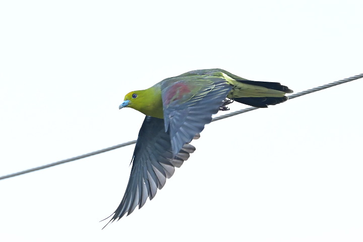Z7II+Z6記錄到46隻(事實有50隻)綠鳩群聚