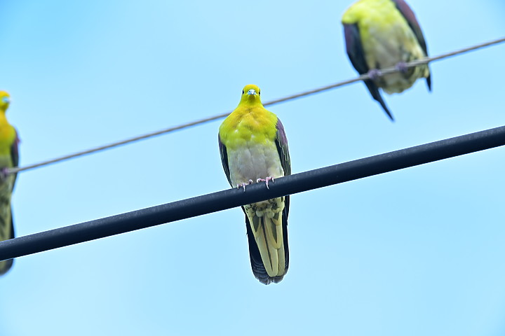 Z7II+Z6記錄到46隻(事實有50隻)綠鳩群聚