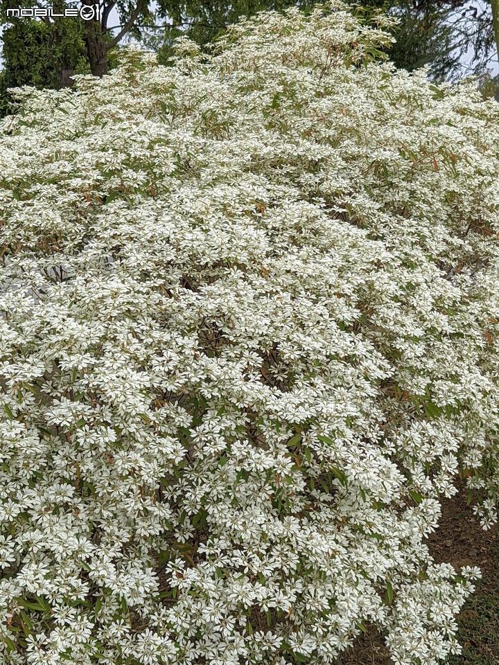 白雪木+紫花霍香薊 台南市山上區水道博物館 12/17