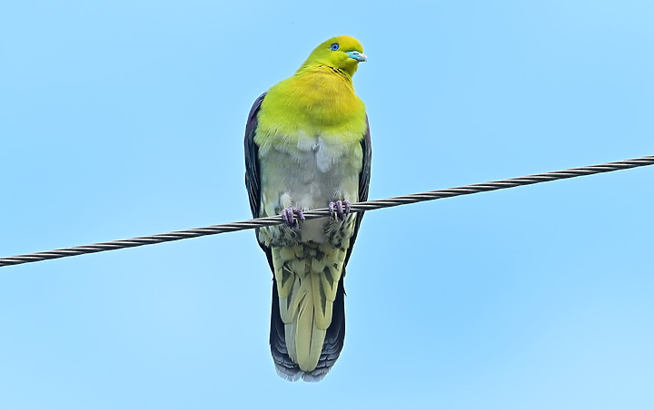 Z7II+Z6記錄到46隻(事實有50隻)綠鳩群聚