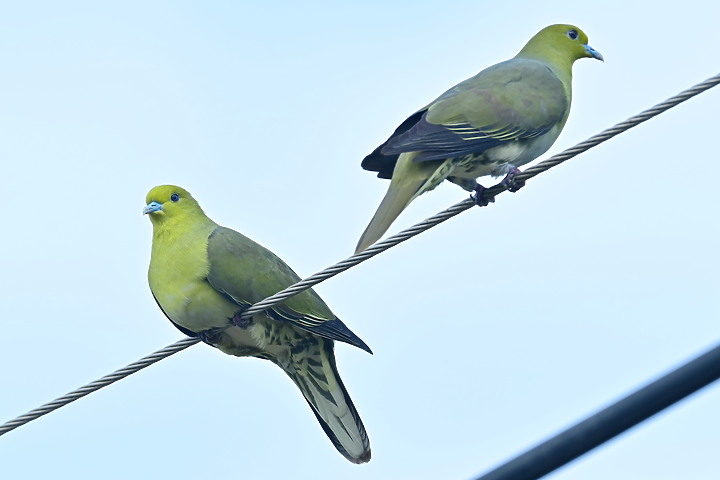 Z7II+Z6記錄到46隻(事實有50隻)綠鳩群聚