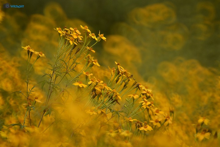 40年罕見具有光圈的反射鏡【OHNAR 300mm F5.6-16 Reflex Mirror】