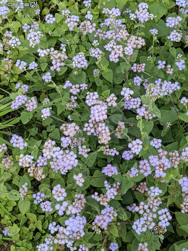 白雪木+紫花霍香薊 台南市山上區水道博物館 12/17