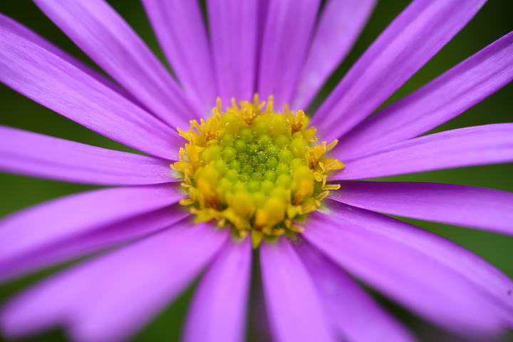 點我看大圖 Laowa 85mm f/5.6 2x Ultra Macro APO 評測報告|重量僅 252 公克的 2.0x 微距鏡!