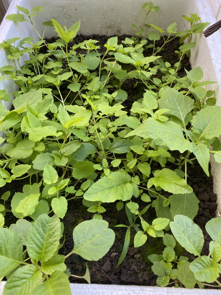 請問這是什麼蔬植物