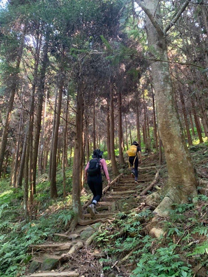 苗栗南庄|向天湖山O形縱走,蓊鬱的柳杉林,優美林相讓人著迷