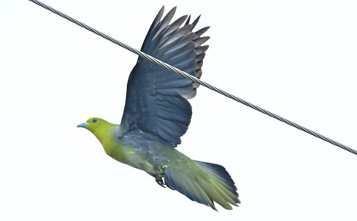 Z7II+Z6記錄到46隻(事實有50隻)綠鳩群聚