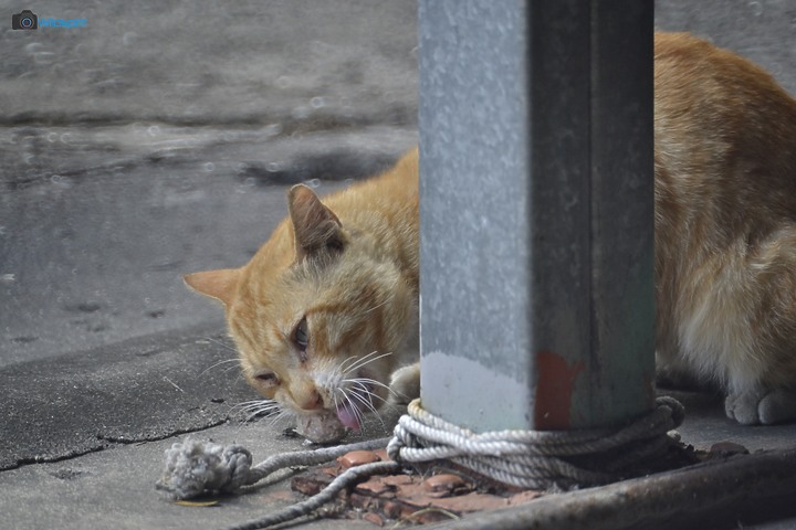 40年罕見具有光圈的反射鏡【OHNAR 300mm F5.6-16 Reflex Mirror】