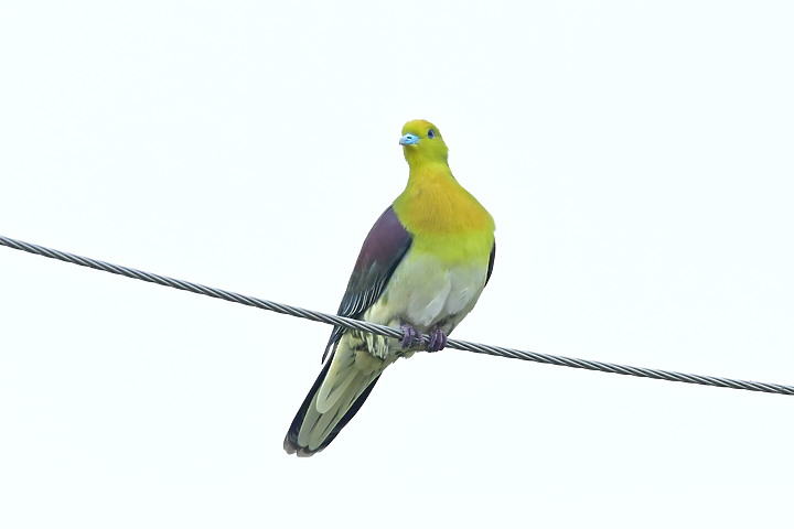 Z7II+Z6記錄到46隻(事實有50隻)綠鳩群聚