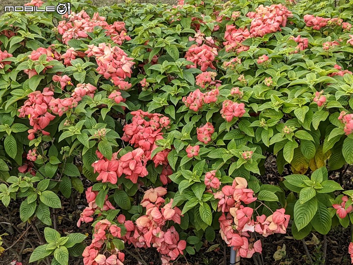 白雪木+紫花霍香薊 台南市山上區水道博物館 12/17