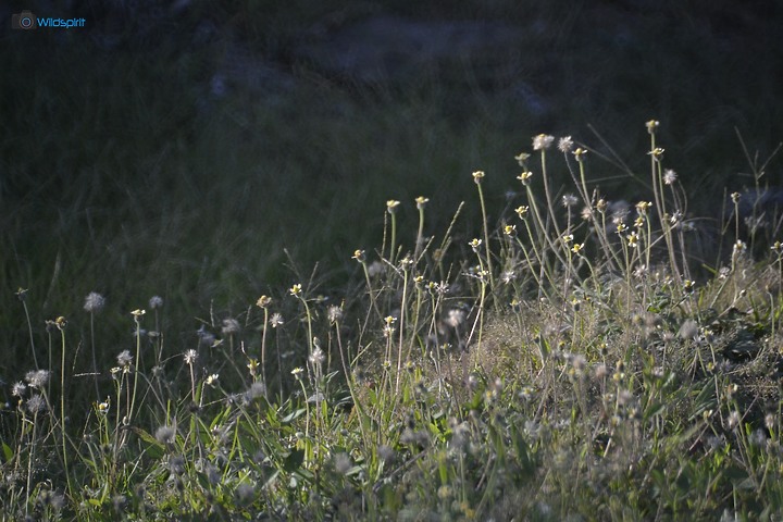 40年罕見具有光圈的反射鏡【OHNAR 300mm F5.6-16 Reflex Mirror】